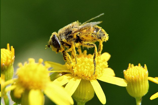 saving-the-honey-bee-from-extinction-highbrow-magazine